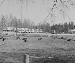 28. Vid Seljansö ladugård 1956. Foto Carl Björk